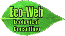 eco-web logo