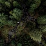 overhead view of forest