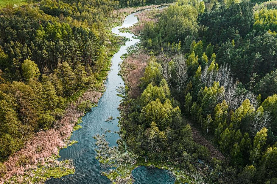 Overhead view of stream through forest