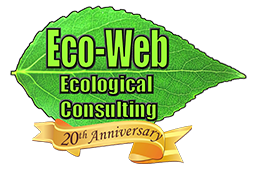 eco-web 20th anniversary logo