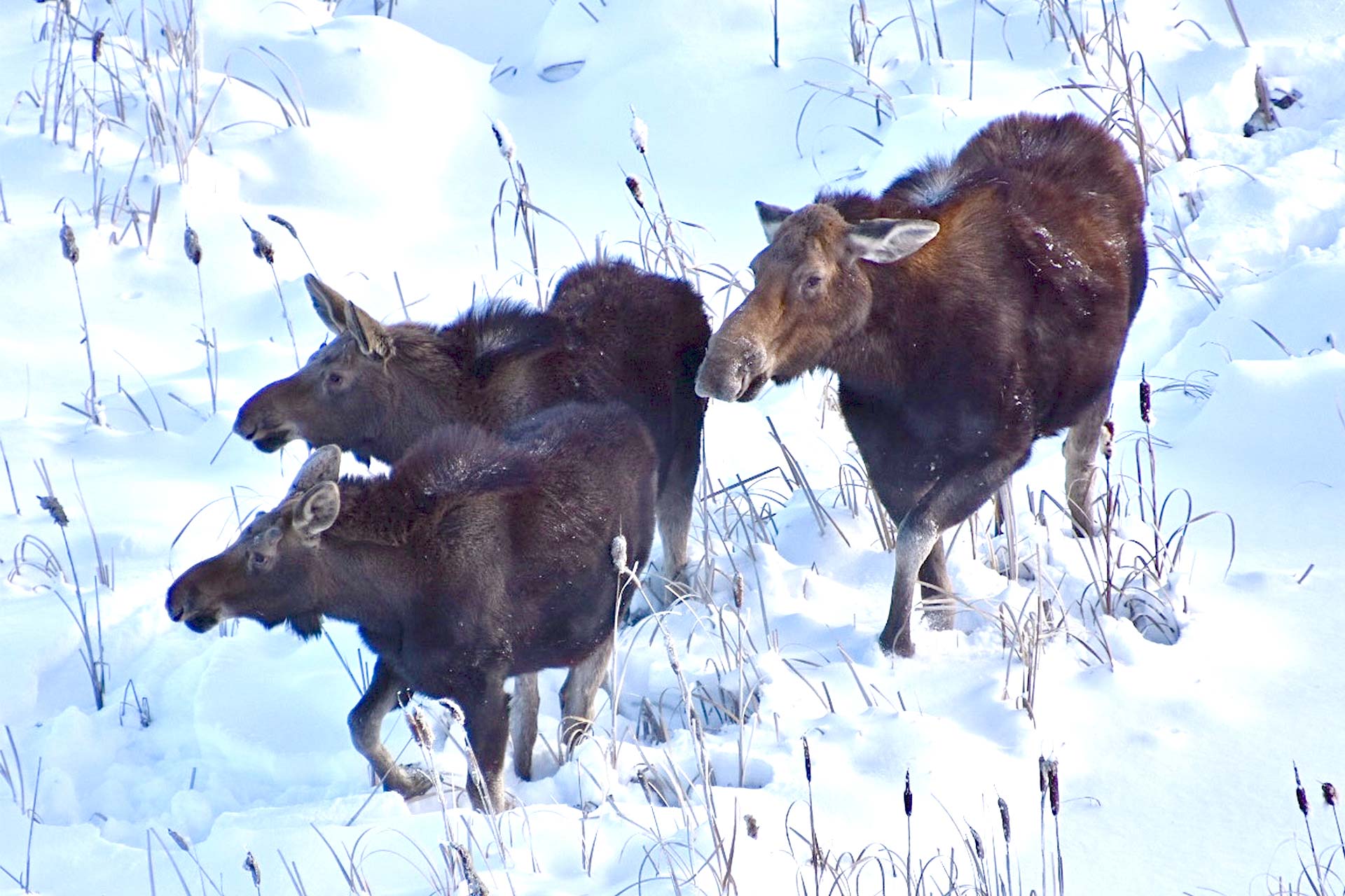 moose family in winter, northeastern british columbia