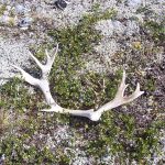 eco-web environmental services: wildlife monitoring