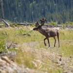 eco-web environmental services: wildlife monitoring