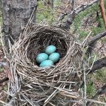 eco-web environmental services: wildlife monitoring