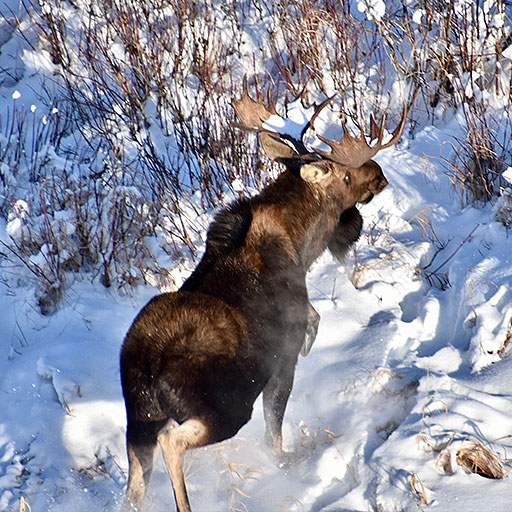 eco-web services - research