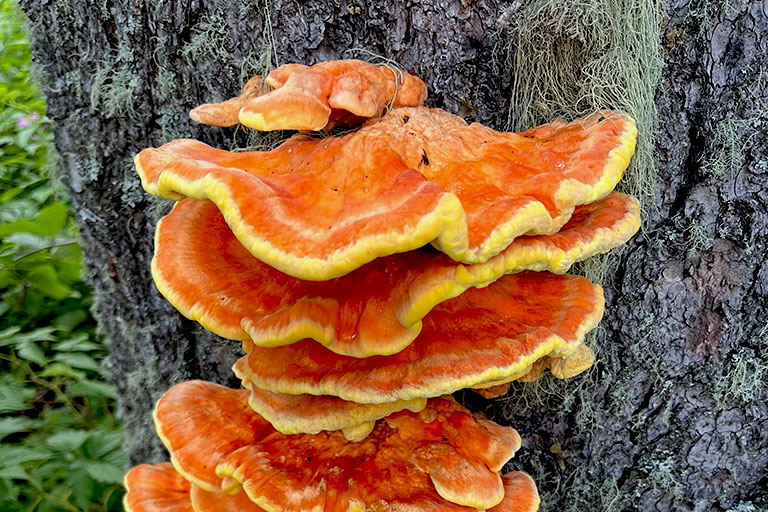 Yellow/orange conks on tree.