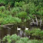 eco-web hydrological services - water quality monitoring