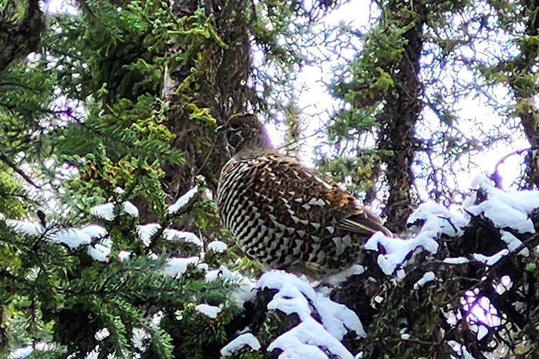 Grouse in tree during winter.