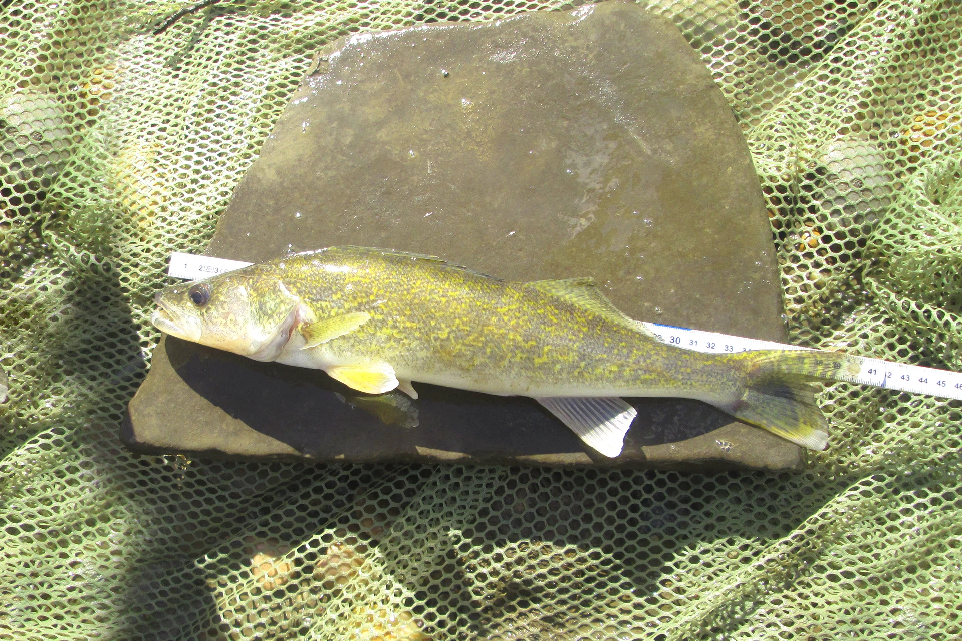 measuring fish for catch and release study