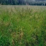 eco-web reclamation services: pre construction site assessments