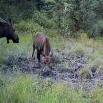 Eco-Web cpc mitigation.