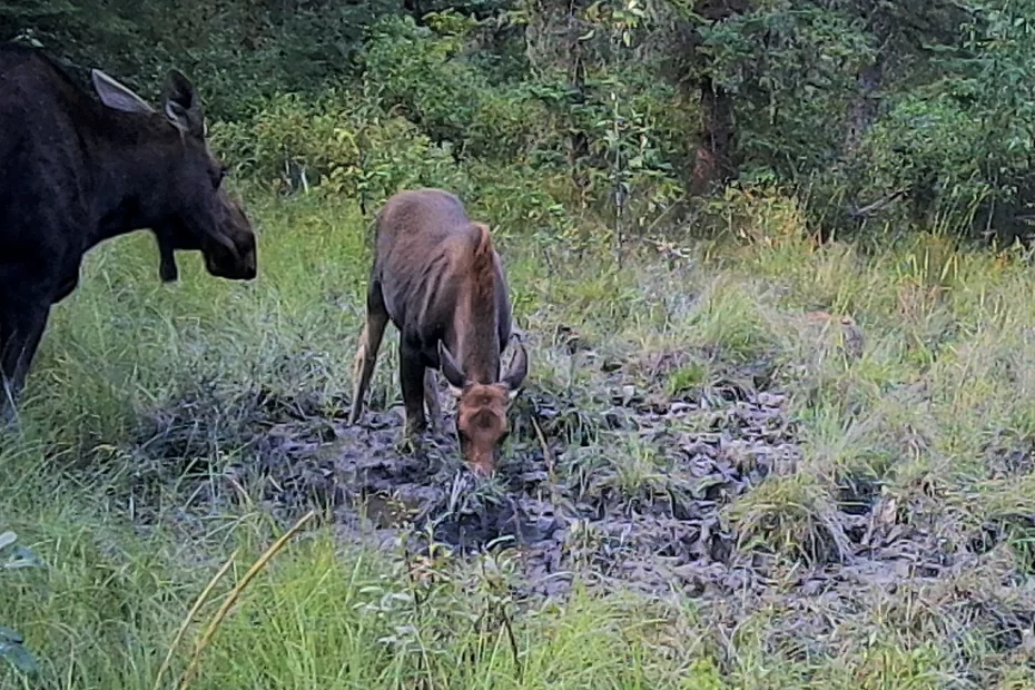 Eco-Web cpc mitigation.