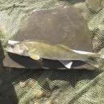 eco-web environmental services: aquatic monitoring