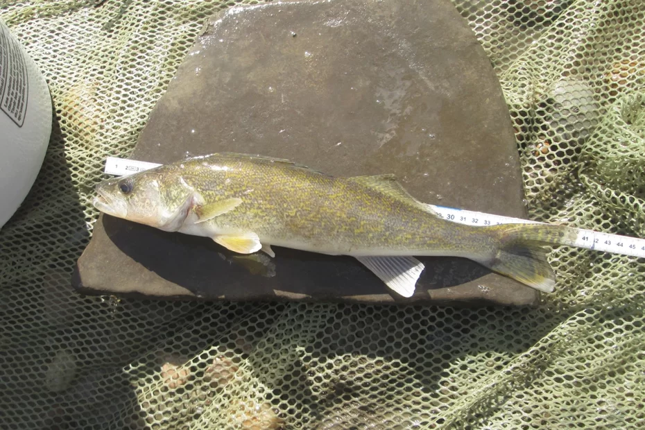 390mm Walleye – This captured Walleye was too big to fit in our measuring tube