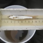 86 mm Flathead Chub