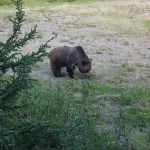 Eco-Web reclaimed sites game camera program