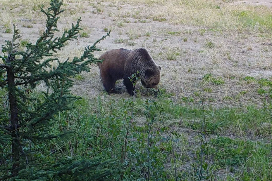 Eco-Web reclaimed sites game camera program