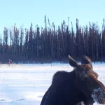 Eco-Web reclaimed sites game camera program