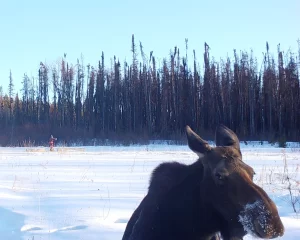 Eco-Web reclaimed sites game camera program