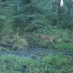 Eco-Web reclaimed sites game camera program