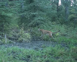 Eco-Web reclaimed sites game camera program