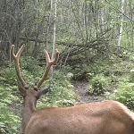 Eco-Web & Meikle Wind project