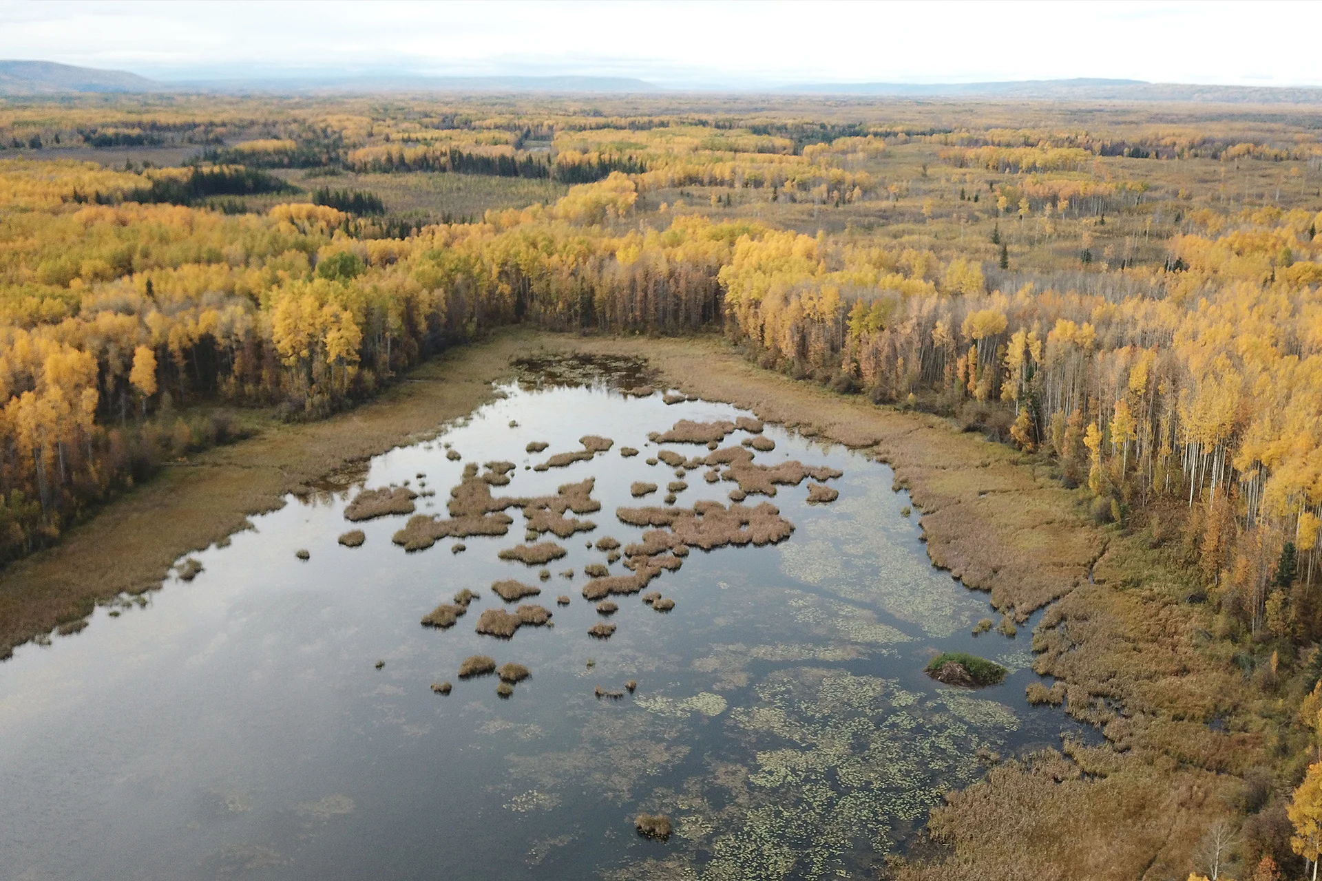 Remote piloted aerial survey services by Eco-Web