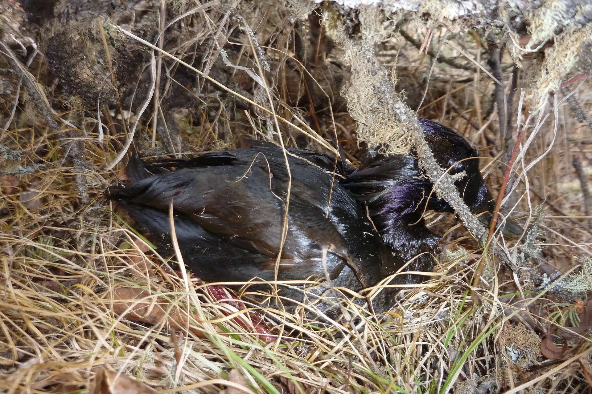 emergency spill response contaminated waterfowl